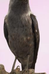 Jackdaw - Corvus monedula